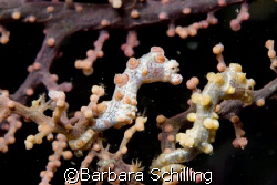 These little guys I found in Lembeh Strait.  by Barbara Schilling 
